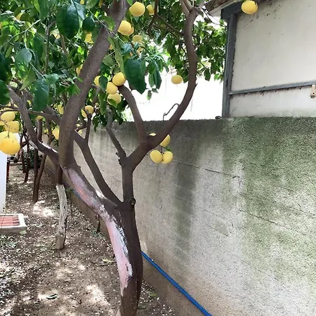 Kallipatira *